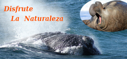 Disfrute La Naturaleza